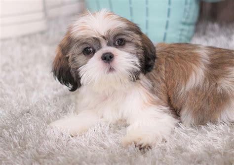 Ask about their health guarantee!. . Shih tzu puppies for sale in pa under 500